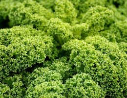 entdecken sie die köstliche welt der veganen küche! rezepte, tipps und inspiration für eine gesunde, tierfreundliche ernährung. erleben sie schmackhafte pflanzliche alternativen und genießen sie die vielfalt der veganen gerichte.