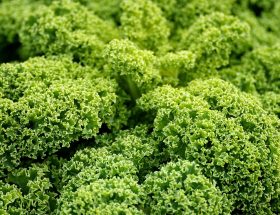 entdecken sie die köstliche welt der veganen küche! rezepte, tipps und inspiration für eine gesunde, tierfreundliche ernährung. erleben sie schmackhafte pflanzliche alternativen und genießen sie die vielfalt der veganen gerichte.