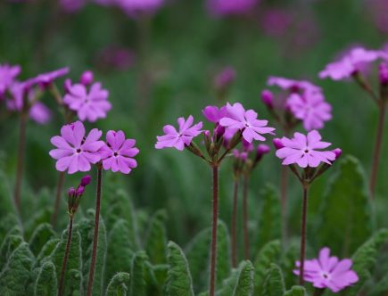 erfahren sie alles über den internationalen flughafen damaskus – aktuelle fluginformationen, ankunfts- und abflugzeiten, services vor ort und praktische reisetipps für ihren aufenthalt in syrien.