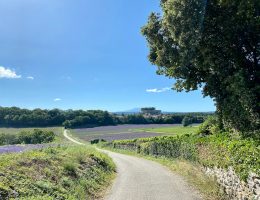 a dirt road in the middle of a field