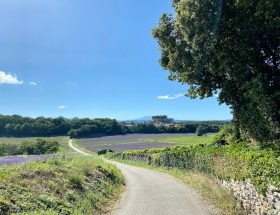 a dirt road in the middle of a field