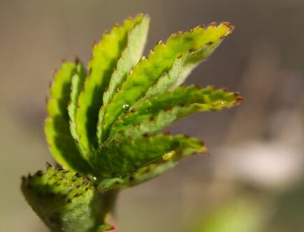 bildungsurlaub ermöglicht arbeitnehmern, bezahlte freie zeit für weiterbildung und berufliche entwicklung zu nehmen.