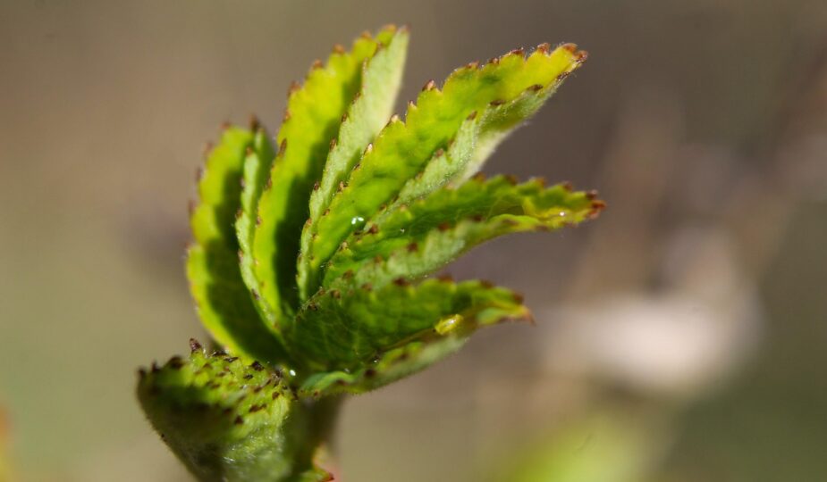 bildungsurlaub ermöglicht arbeitnehmern, bezahlte freie zeit für weiterbildung und berufliche entwicklung zu nehmen.