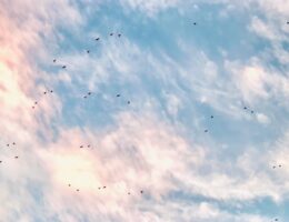 erfahren sie alles über immigration, einwanderungsmöglichkeiten, aktuelle gesetze und tipps für einen erfolgreichen neustart in einem neuen land.