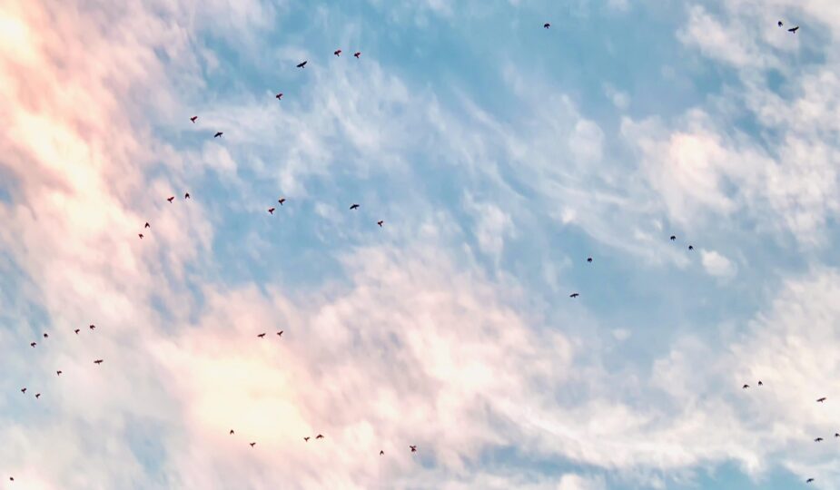 erfahren sie alles über immigration, einwanderungsmöglichkeiten, aktuelle gesetze und tipps für einen erfolgreichen neustart in einem neuen land.