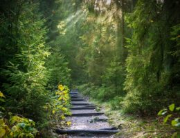 entdecken sie den naturpfad – ein einzigartiges erlebnis inmitten unberührter landschaften. genießen sie die ruhe und schönheit der natur auf unseren gut markierten wanderwegen.