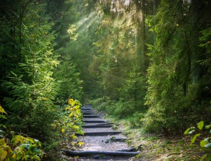 entdecken sie den naturpfad – ein einzigartiges erlebnis inmitten unberührter landschaften. genießen sie die ruhe und schönheit der natur auf unseren gut markierten wanderwegen.
