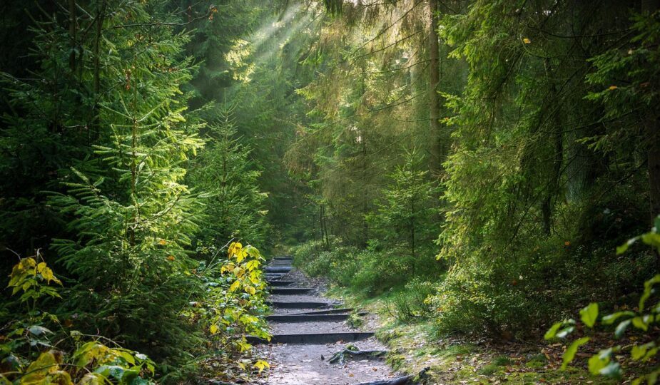 entdecken sie den naturpfad – ein einzigartiges erlebnis inmitten unberührter landschaften. genießen sie die ruhe und schönheit der natur auf unseren gut markierten wanderwegen.