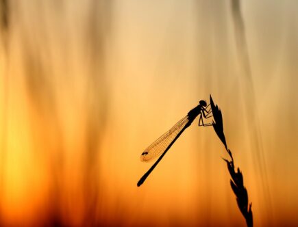 linksextremismus beschreibt politische bewegungen und ideologien am linken rand des politischen spektrums, die oft radikale ansichten und aktionen einschlie&szlig;en.