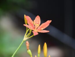 erfahren sie alles über die strafrechtliche haftung, ihre grundlagen, konsequenzen und rechtlichen aspekte in verschiedenen situationen.