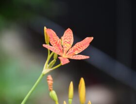 erfahren sie alles &uuml;ber die strafrechtliche haftung, ihre grundlagen, konsequenzen und rechtlichen aspekte in verschiedenen situationen.