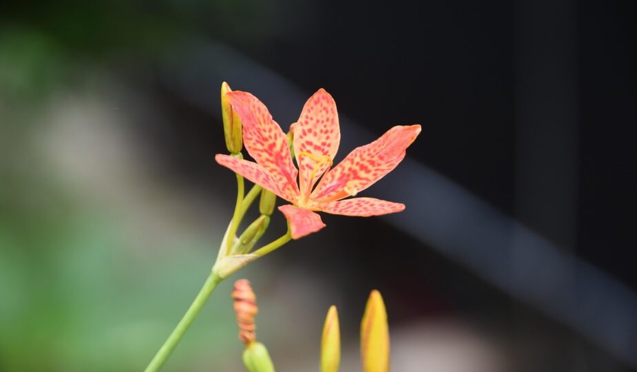 erfahren sie alles über die strafrechtliche haftung, ihre grundlagen, konsequenzen und rechtlichen aspekte in verschiedenen situationen.