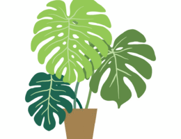 entdecken sie unsere vielf&auml;ltige auswahl an zimmerpflanzen, die ihr zuhause versch&ouml;nern und f&uuml;r ein gesundes raumklima sorgen.