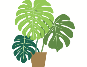 entdecken sie unsere vielf&auml;ltige auswahl an zimmerpflanzen, die ihr zuhause versch&ouml;nern und f&uuml;r ein gesundes raumklima sorgen.