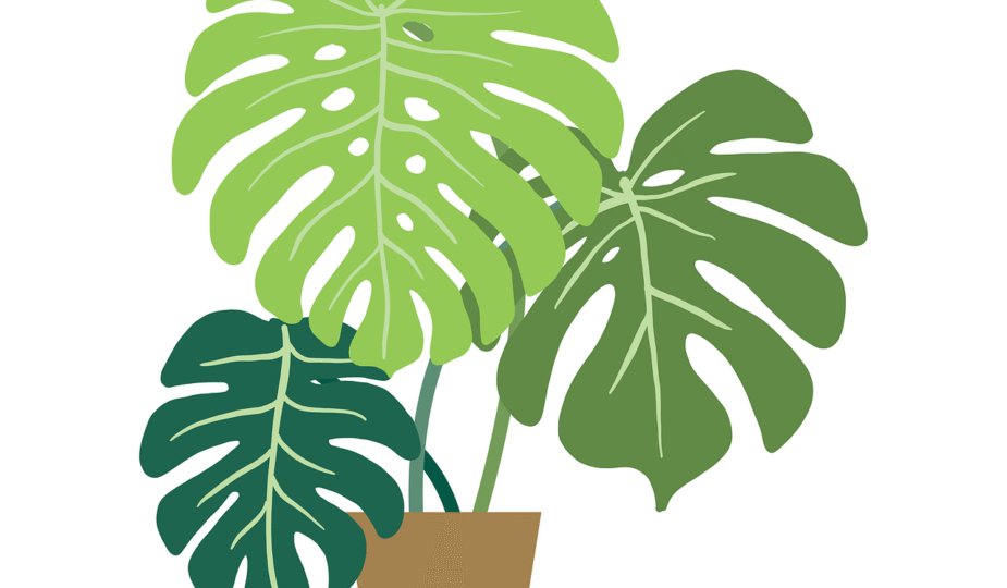 entdecken sie unsere vielf&auml;ltige auswahl an zimmerpflanzen, die ihr zuhause versch&ouml;nern und f&uuml;r ein gesundes raumklima sorgen.