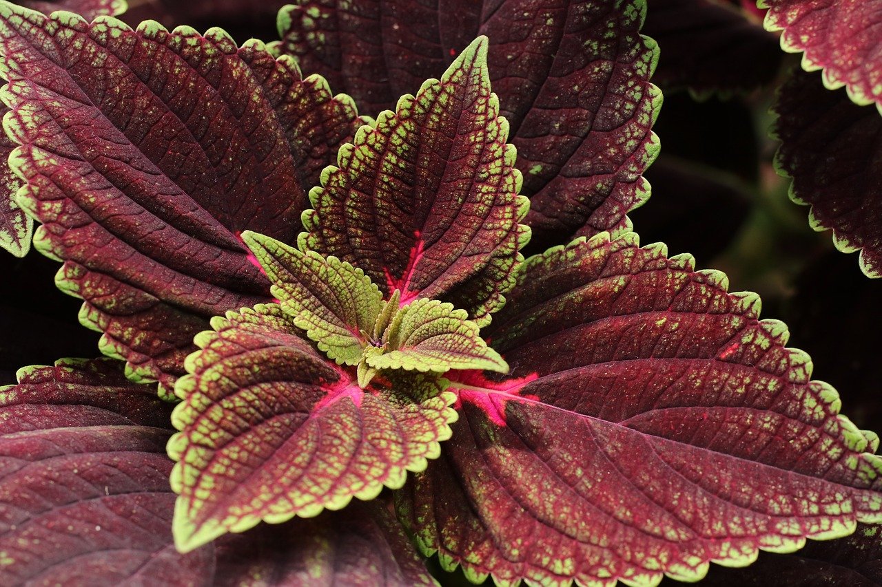 entdecken sie unsere vielseitigen indoor-pflanzen, die ihrem zuhause eine frische und nat&uuml;rliche atmosph&auml;re verleihen. perfekt f&uuml;r jeden raum und einfach zu pflegen.